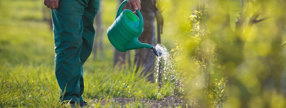 watering orchard-garden - portrait of a senior man gardening in his garden (color toned image).jpg